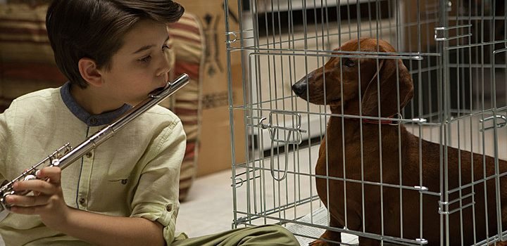 Wiener Dog (2016) DVD Review