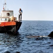 Vue Cinemas Present Shark Week 2017