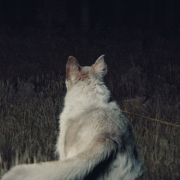 Bone-Chilling New Trailer & Poster For It Comes At Night