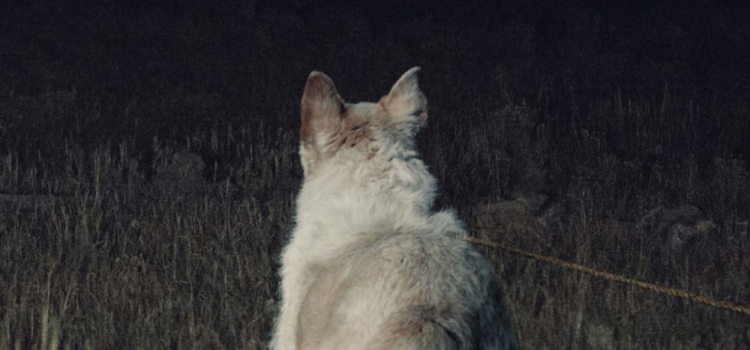 Bone-Chilling New Trailer & Poster For It Comes At Night