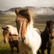 6 Of The Best Equine Films For Horse Lovers