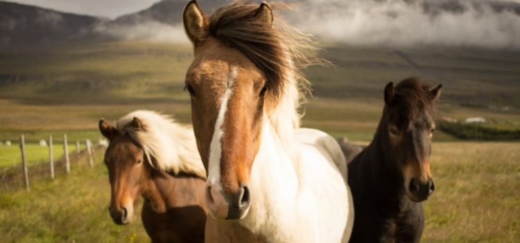 6 Of The Best Equine Films For Horse Lovers