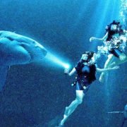 47 Metres Down Home Entertainment Release Details