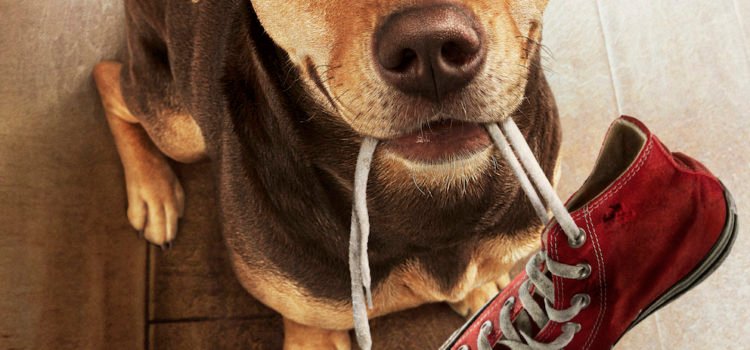 Brand New Trailer And Poster For A DOG’S WAY HOME Released