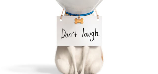 “THE SECRET LIFE OF PETS 2” IN UK CINEMAS 27 MAY 2019