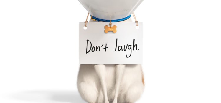 “THE SECRET LIFE OF PETS 2” IN UK CINEMAS 27 MAY 2019