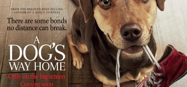 A DOG’S WAY HOME releases into UK cinemas January 25, 2019