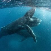 NETFLIX DEBUTS FIRST OUR PLANET TRAILER DURING SUPER BOWL