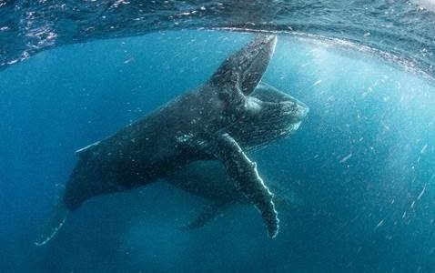 NETFLIX DEBUTS FIRST OUR PLANET TRAILER DURING SUPER BOWL