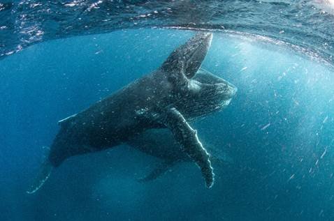 NETFLIX DEBUTS FIRST OUR PLANET TRAILER DURING SUPER BOWL